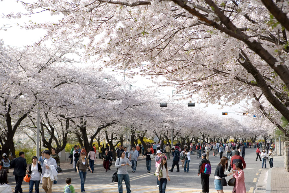 韓国に桜はあるの？春のお花あれこれ